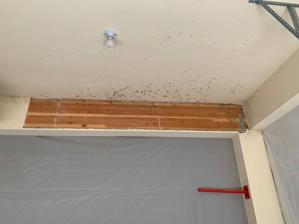 Best Commercial Mold Inspection  in Woodburn, IN